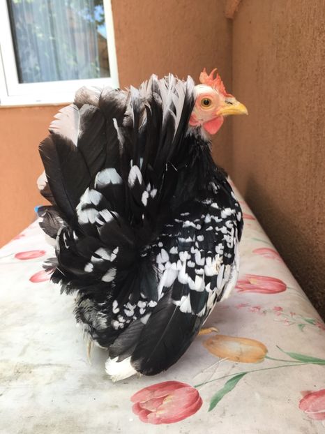 BD52E5C9-784D-4315-995C-5A9858199310 - De vânzare Păsări pitici originale Chabo Bobat !