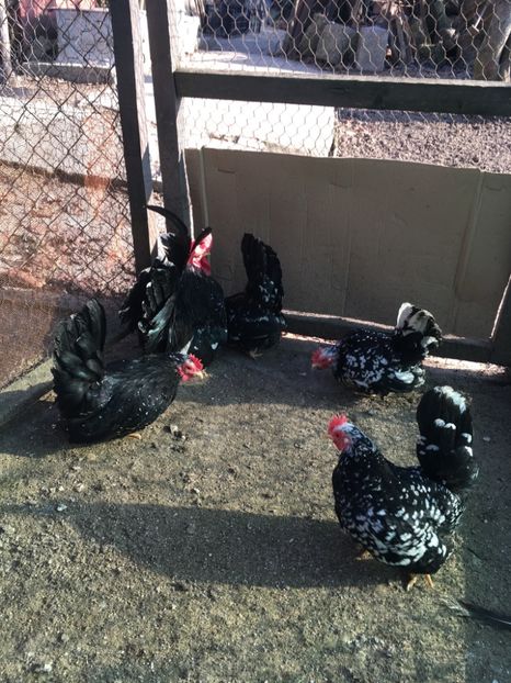 23E6C30D-2898-4F81-860D-84B284B09A60 - De vânzare Păsări pitici originale Chabo Bobat !