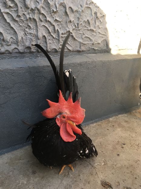 2D198D72-6EE2-4A2F-9ECC-1291320F81B6 - De vânzare Păsări pitici originale Chabo Bobat !