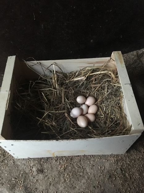 0696FCC3-BC46-4042-AD56-275A6329B4D7 - De vânzare Păsări pitici originale Chabo Bobat !