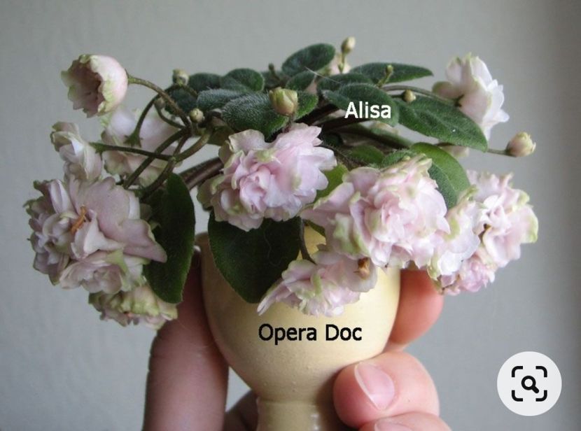 Poza net - Opera Doc