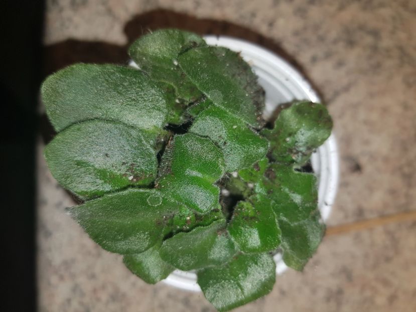 07.10.2020 - Rob s Smarty Pants