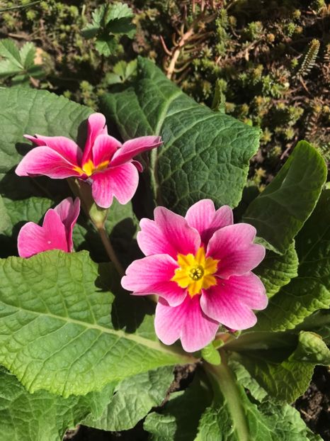 Primula - Plantele mele de gradina
