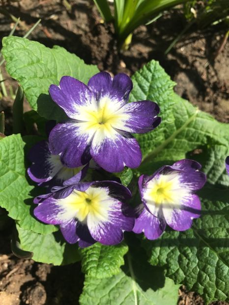 Primula - Plantele mele de gradina