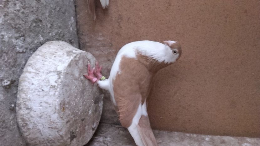  - jucatori si cazatori