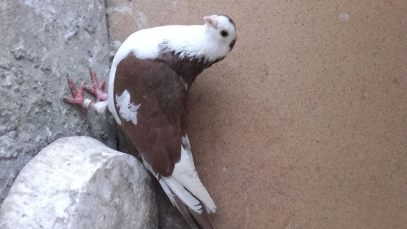  - jucatori si cazatori