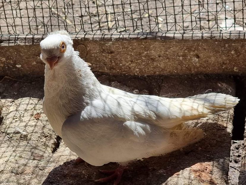 received_467443417712156 - 5-Jucatori de Amara