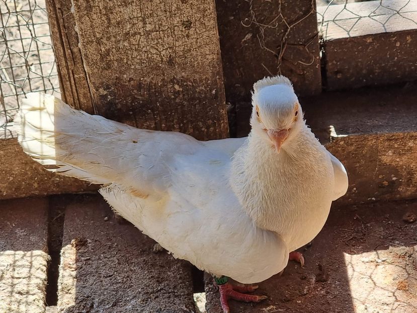 received_478970110213372 - 5-Jucatori de Amara