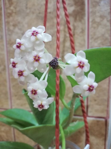  - Hoya Pachyclada