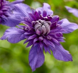 clematis florida kokonoe - aa Comenzi plante copaci 2021