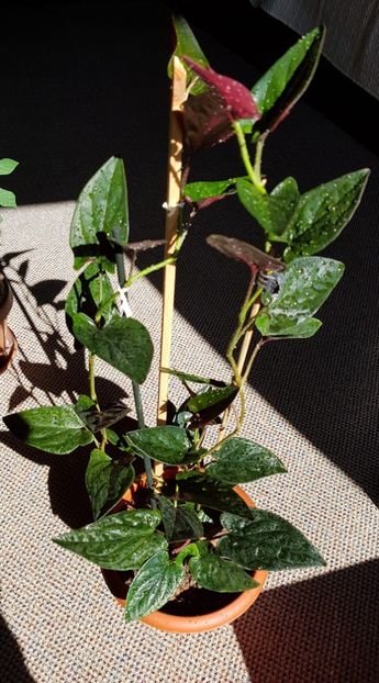 Syngonium Red Arrow - Syngonium