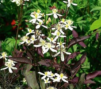 clematis_recta_purpurea - aa Comenzi plante copaci 2021