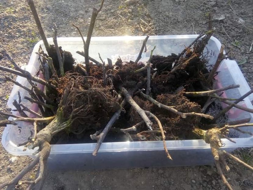  - Plantare de smochini la moșie