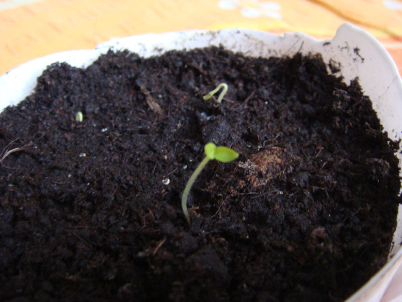 Februarie 2021 - Pepino