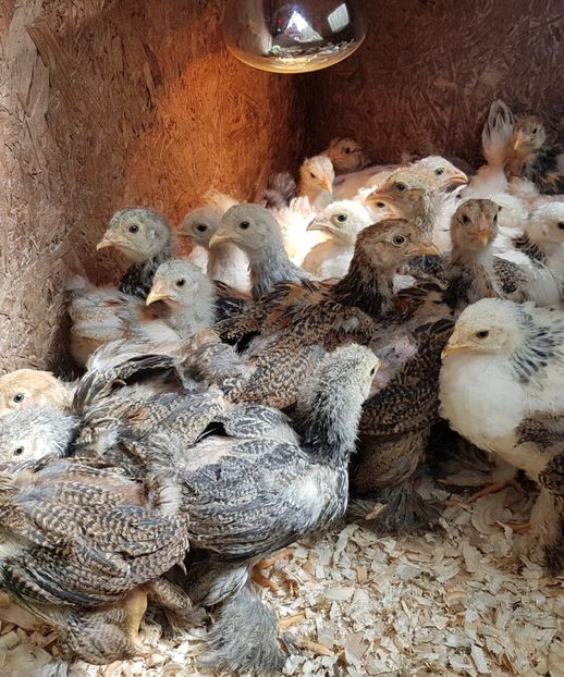  - a__Pui si tineret brahma 2021