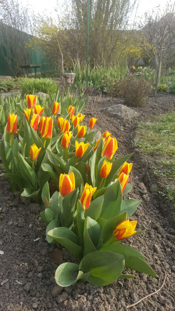 tulipa "stresa" - Gradina si terasa PrimaLuce_8-Hello 2021