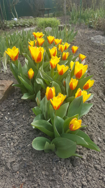 tulipa "stresa" - Gradina si terasa PrimaLuce_8-Hello 2021