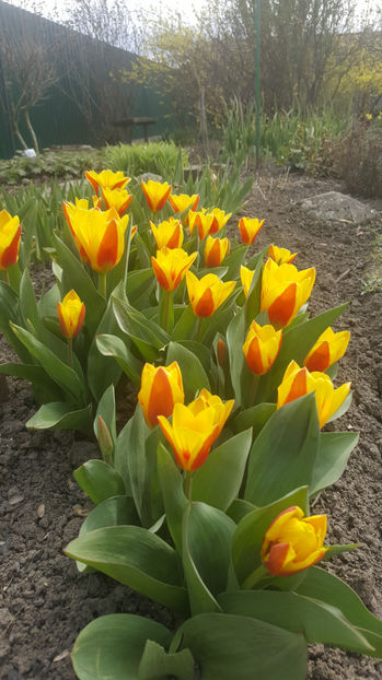 tulipa "stresa" - Gradina si terasa PrimaLuce_8-Hello 2021