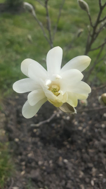 magnolia stellata alba - Gradina si terasa PrimaLuce_8-Hello 2021
