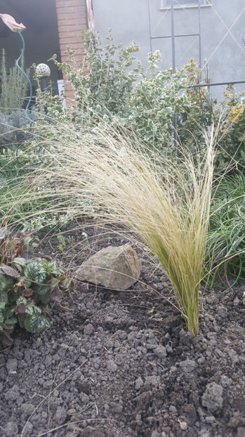 stipa capillata -hybr - Gradina si terasa PrimaLuce_8-Hello 2021