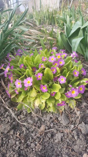 primula hybr. - Gradina si terasa PrimaLuce_8-Hello 2021