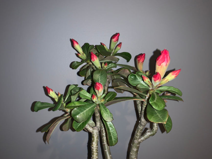  - Plante de interior 2021