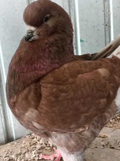 1.o,2019 - King matcă 2021