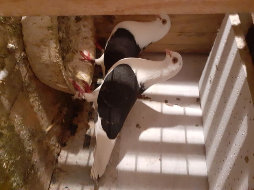  - Jucători capaciti de buzău 2021