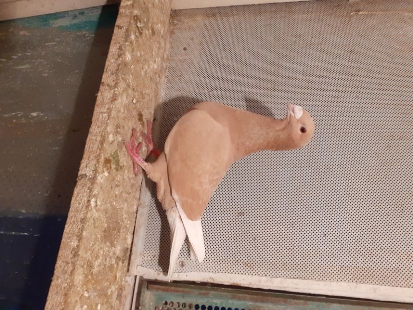  - Voiajori galbeni ornament 2021