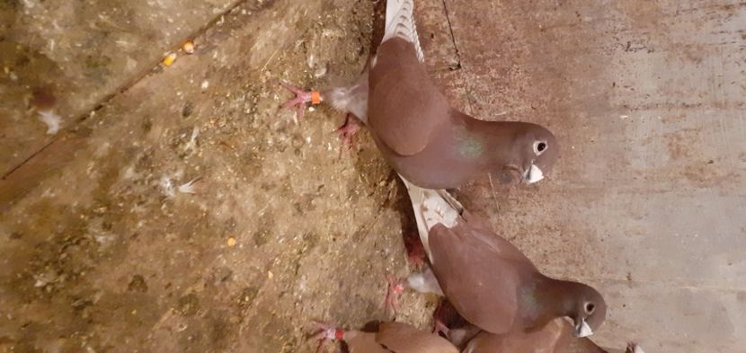  - Voiajori roșii ornament 2021