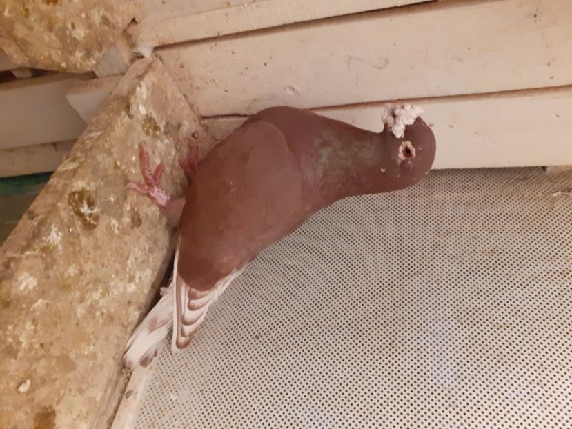  - Voiajori roșii ornament 2021