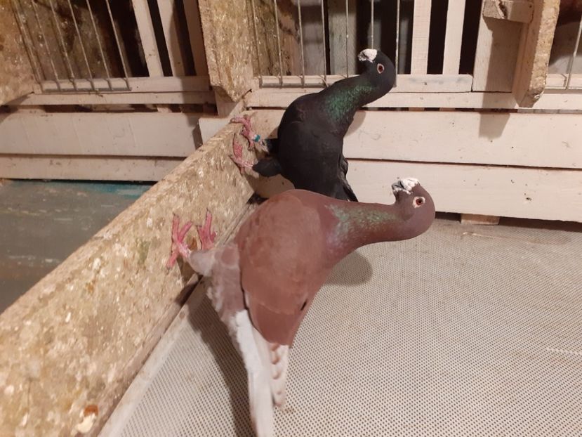  - Voiajori germani 2021