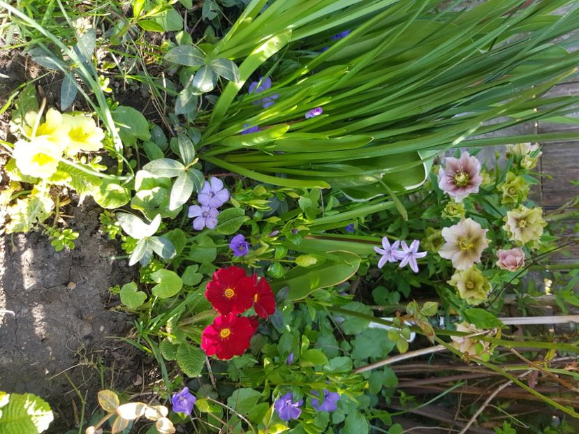  - Primule 21 22 23 24