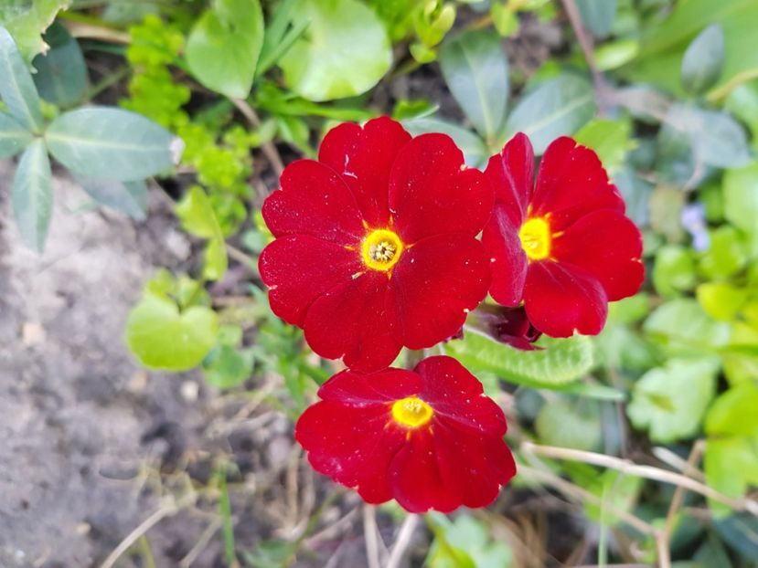  - Primule 21 22 23 24