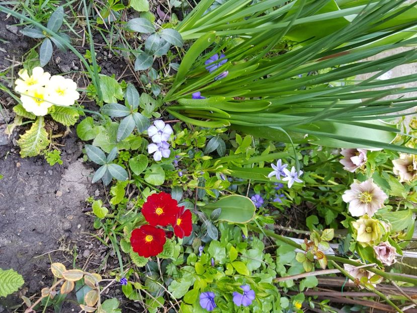  - Primule 21 22 23 24