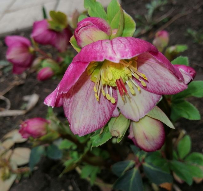  - 2021 feb martie aprilie mai