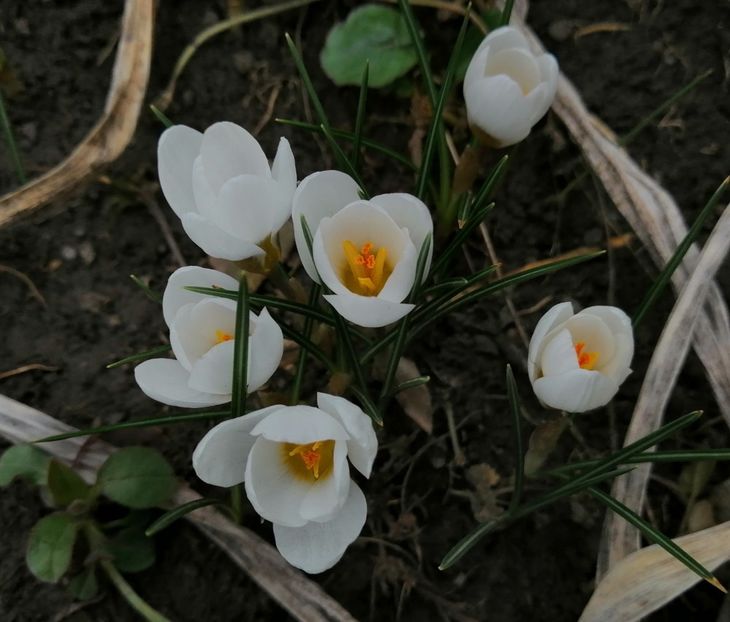  - 2021 feb martie aprilie mai