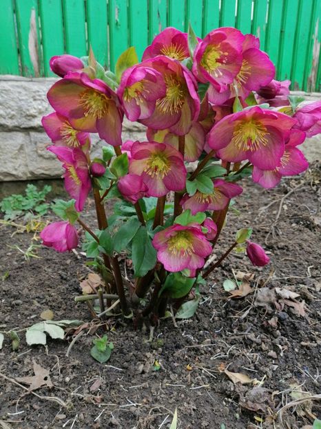  - 2021 feb martie aprilie mai