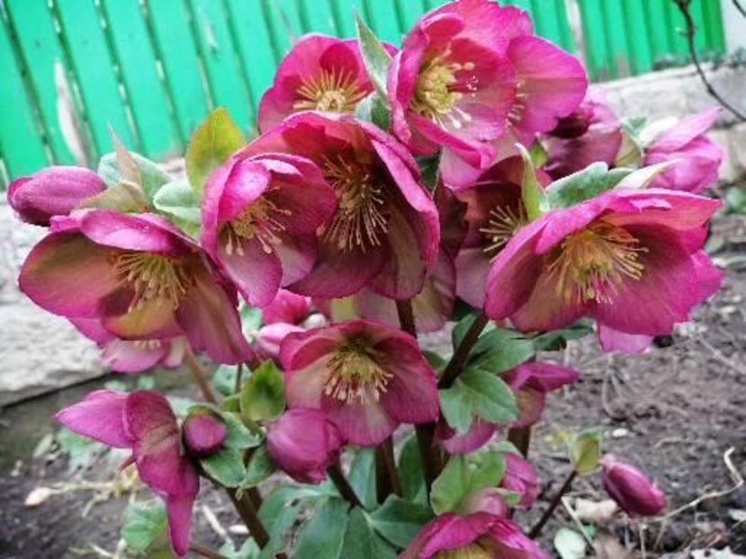  - 2021 feb martie aprilie mai