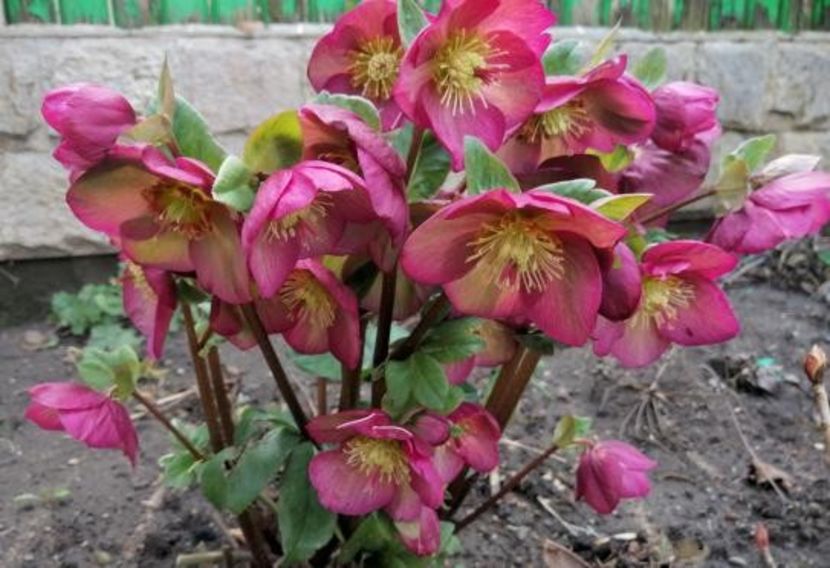  - 2021 feb martie aprilie mai