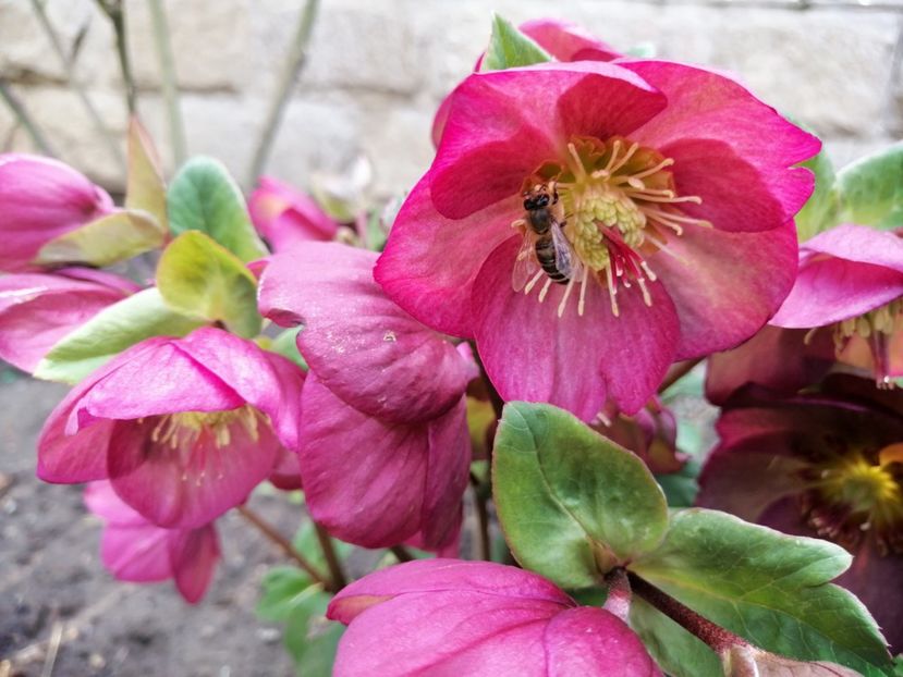  - 2021 feb martie aprilie mai