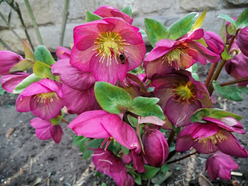  - 2021 feb martie aprilie mai