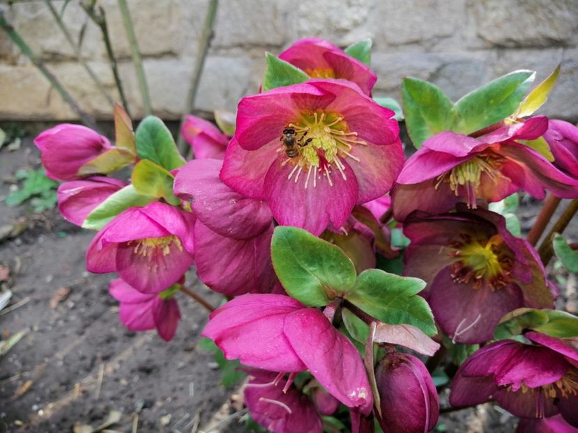  - 2021 feb martie aprilie mai