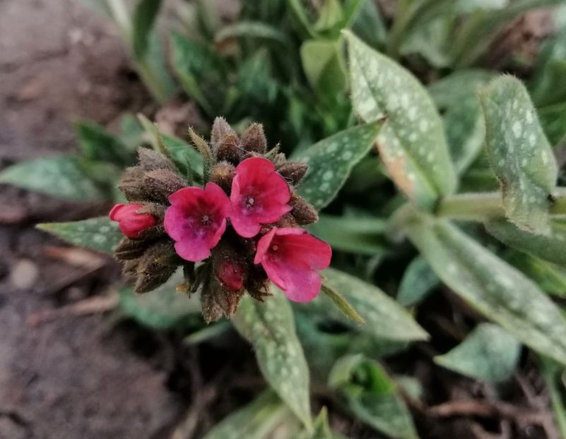  - 2021 feb martie aprilie mai