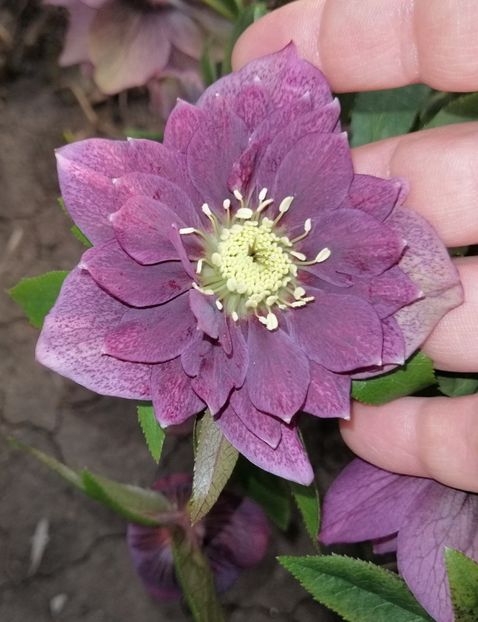  - 2021 feb martie aprilie mai