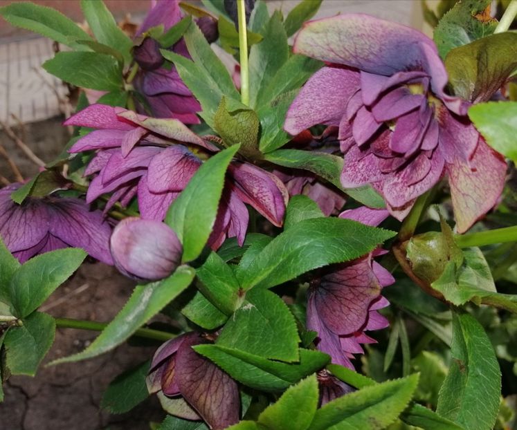  - 2021 feb martie aprilie mai