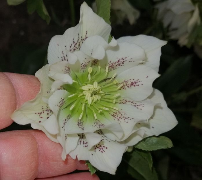  - 2021 feb martie aprilie mai