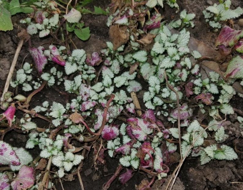  - 2021 feb martie aprilie mai