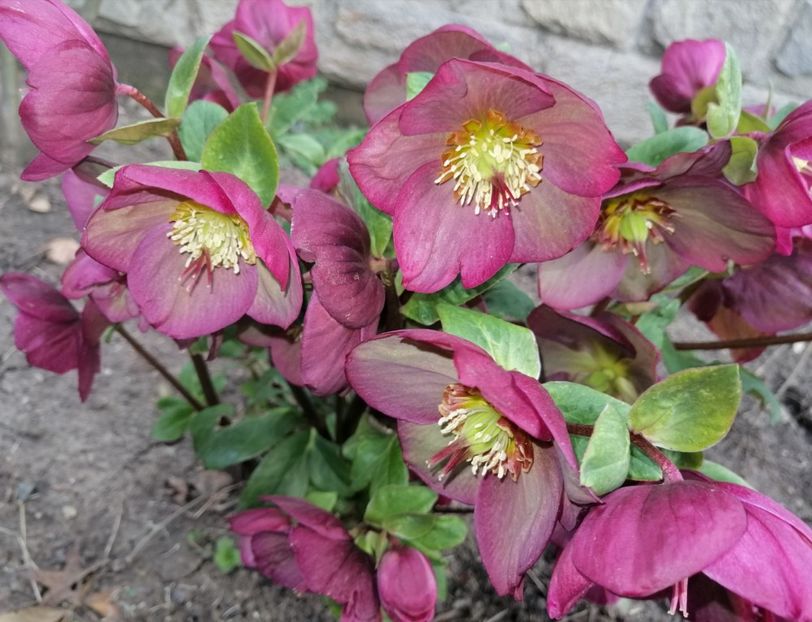  - 2021 feb martie aprilie mai