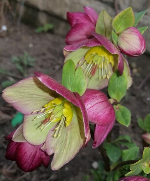  - 2021 feb martie aprilie mai